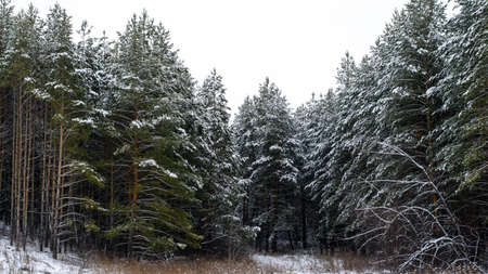 Pine forest covered with crisp white snowの写真素材