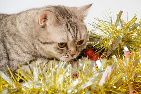 Cat playing with Christmas decorations on a white backgroundの写真素材