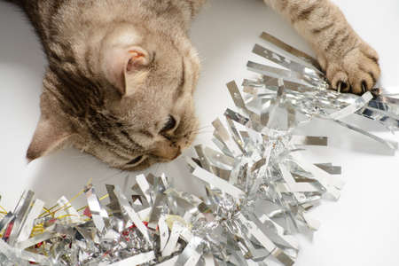 Cat playing with Christmas decorations on a white backgroundの写真素材