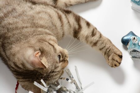 Cat playing with Christmas decorations on a white backgroundの写真素材