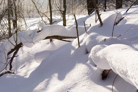 Trees under a layer of snow in the woods on a sunny dayの写真素材