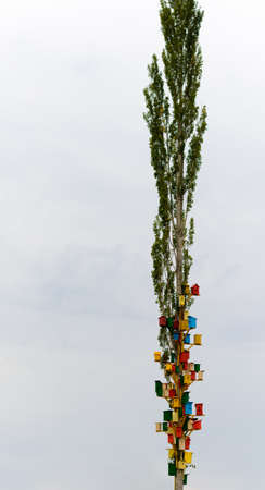 Multicolored birdhouses on a high tree against the skyの写真素材