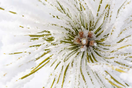 Green Pine needles in frost and snowの写真素材