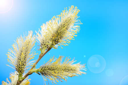 Blossoming branch of a willow against the blue sky