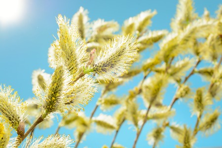 Blossoming branch of a willow against the blue skyの写真素材