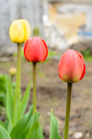 Two red and one yellow tulip growing in gardenの写真素材