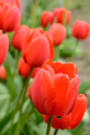 Red tulips growing in the alley in the spring gardenの写真素材