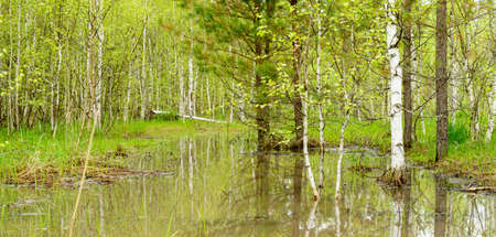 Trees and bushes are reflected in the water from melted snow in a spring forest