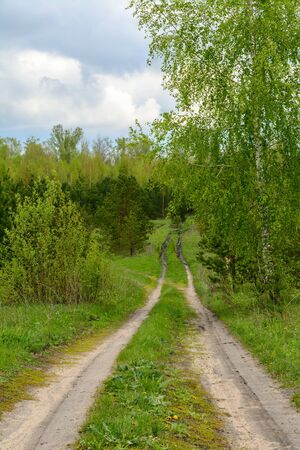 Dirt road in a mixed forest in the summerの写真素材