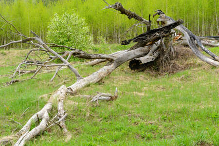 The dried wood is lying on green grass in the forestの写真素材