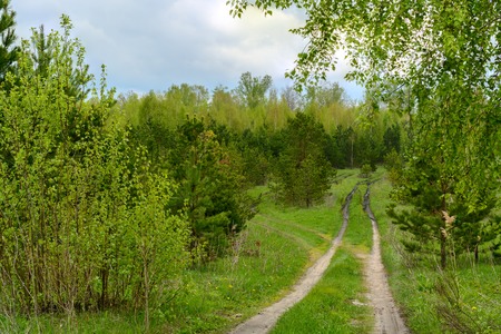 Dirt road in a mixed forest in the summerの写真素材