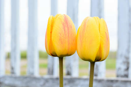 Two yellow tulips on a background of blurred blue fenceの写真素材
