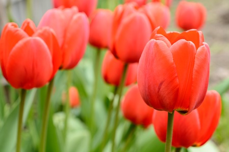 Red tulips growing in the alley in the spring gardenの写真素材