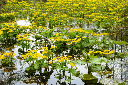 Yellow flowers growing in a pond in the forestの写真素材