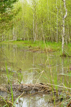 Trees and bushes are reflected in the water from melted snow in a spring forestの写真素材