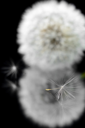 dandelion seeds lie in acrylic on a black backgroundの写真素材