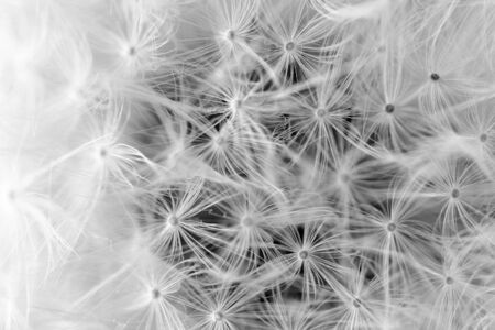 White dandelion seeds black and white closeup