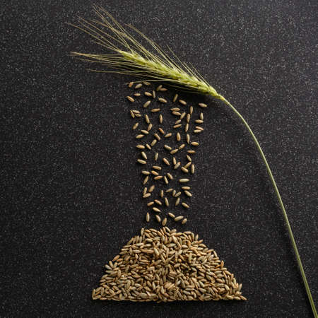 Grains of rye fall out of earsの写真素材