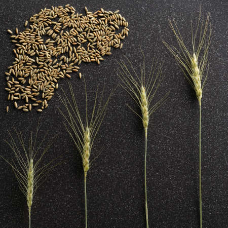 The green ears and rye lie on a dark ceramic tileの写真素材