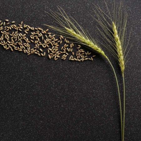 Rye grains ejected from the green earsの写真素材