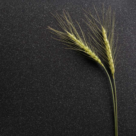 Ears of rye lie on a dark ceramic tileの写真素材