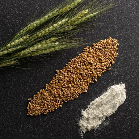 Ears of corn, grain and flour rye lie on a dark ceramic tileの写真素材