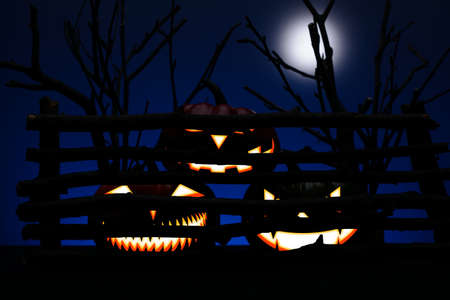Three Halloween pumpkin with scary face behind the old wooden fenceの写真素材