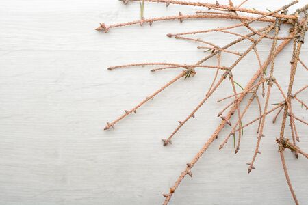 Dry branches and fallen spruce needles on the floorの写真素材
