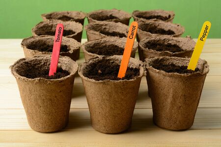 Multicolored sticks in peat pots with soilの写真素材
