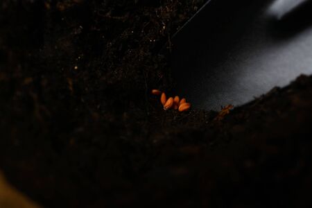 Seeds on a shovel over a peat pot