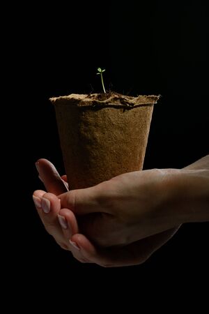 Women's hands are holding a peat pot with seedlings on black backgroundの写真素材