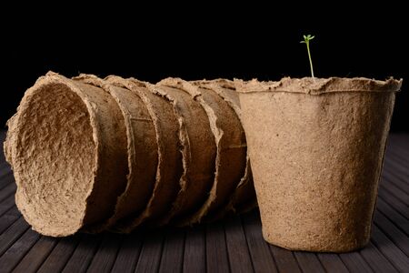 Peat pots of seedlings on a black backgroundの写真素材