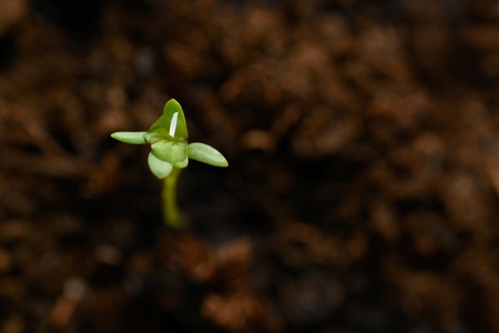 Green sprout in the ground in a peat pot macroの写真素材