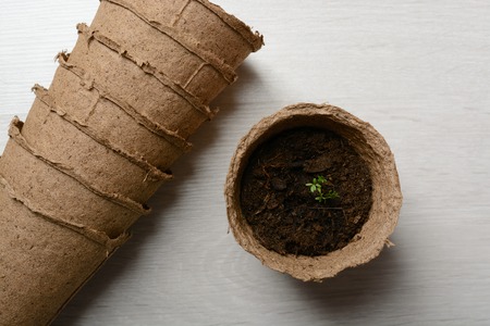 Peat pot of seedlings on a wooden tableの写真素材