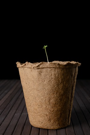 Peat pots of seedlings on a black background