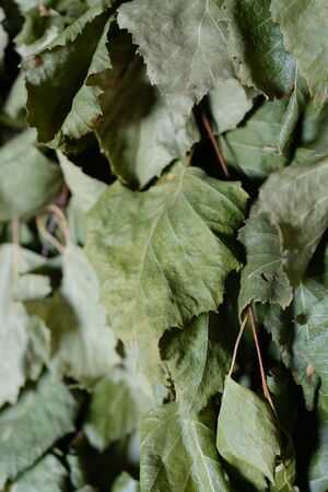 Dry green leaves on branches closeupの写真素材