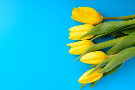 Bouquet of yellow tulips on a blue backgroundの写真素材