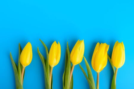 Bouquet of yellow tulips on a blue backgroundの写真素材