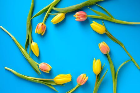 Yellow and pink tulips on a blue backgroundの写真素材