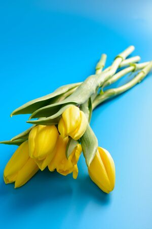Bouquet of yellow tulips on a blue backgroundの写真素材