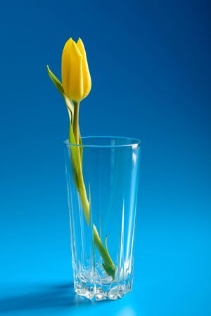 Yellow tulip in a vase on a blue backgroundの写真素材