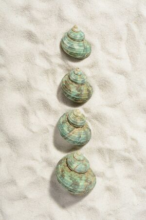 Turquoise snail shells on the white sand beach