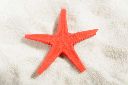 Red starfish on white sand beachの写真素材