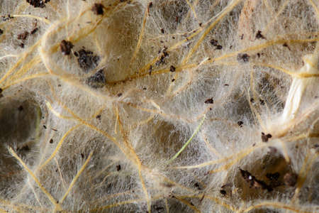 Grass roots in soil, close-up