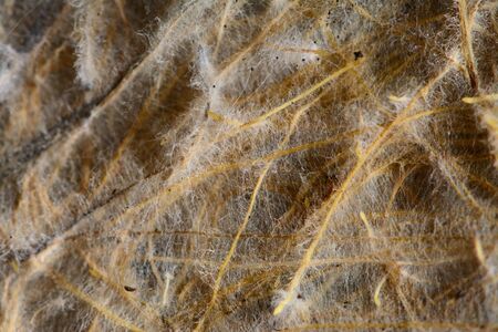 Grass roots in soil, close-up