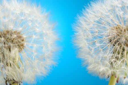 Two dandelions on blue backgroundの写真素材