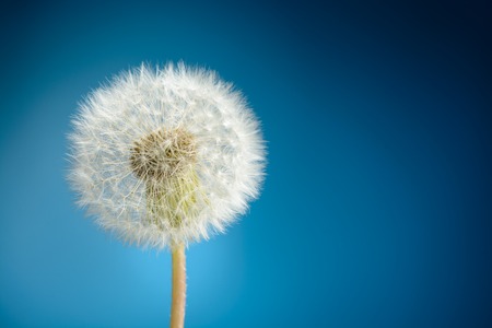 Dandelion on blue background