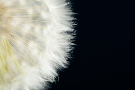 Dandelion on dark background