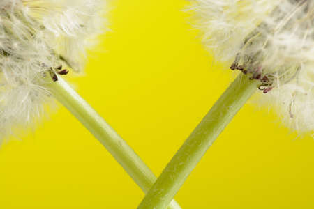 Two dandelions on yellow backgroundの写真素材