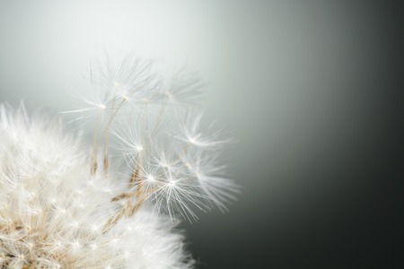Dandelion seeds fly awayの写真素材